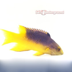 Spanish Hogfish (Bodianus...