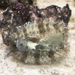 Abalone Snail