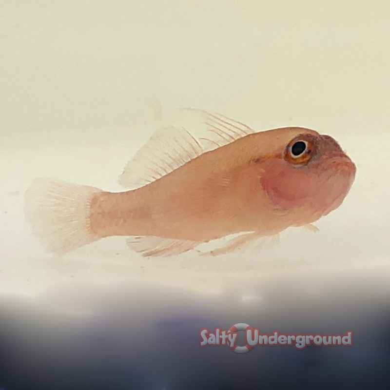 Benjamin Pygmy Goby