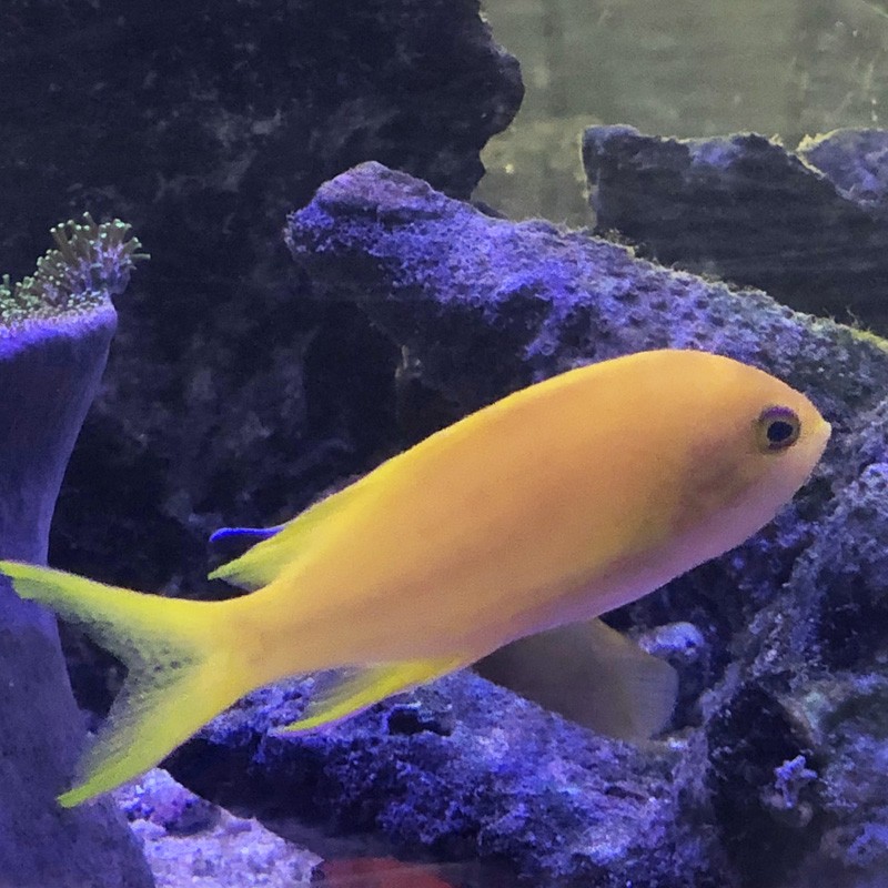 Yellow Lined Anthias full