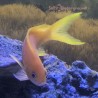 Yellow Lined Anthias front