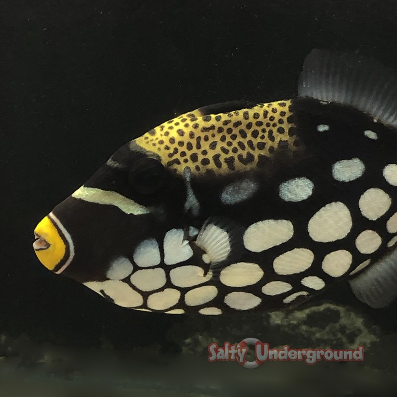 Clown Triggerfish (Balistoides conspicillum) Large