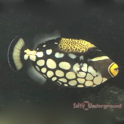 Clown Triggerfish (Balistoides conspicillum) Large full