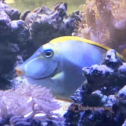 Blonde Naso Tang (Naso elegans) - Large