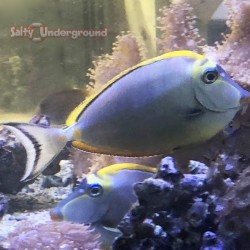 Blonde Naso Tang (Naso elegans) - Large