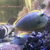 Blonde Naso Tang (Naso elegans) - Large