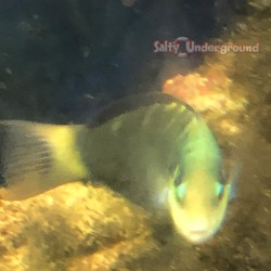 Jensen's Wrasse (Thalassoma jansenii )