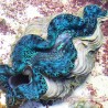 Turquoise Waves Ultra-Grade Maxima Clam - 5.5 Inches