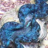 Turquoise Waves Ultra-Grade Maxima Clam - 5.5 Inches