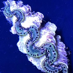 Green Maxima Clam - 1.5 Inches     Aquacultured