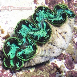 Emerald Glow Ultra-Grade Maxima Clam 5.5 inches