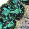 Emerald Glow Ultra-Grade Maxima Clam 5.5 inches