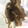 Atlantic Long Arm  Octopus