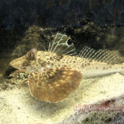 Sea Robin 1