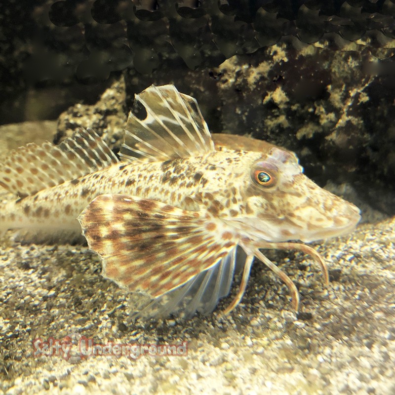 Sea Robin