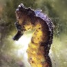 Kuda Seahorse - Captive Bred 1