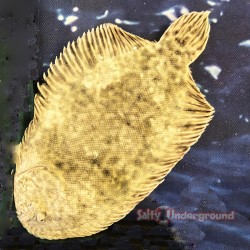 Salty Underground: Flounder Spotted/Striped