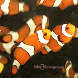 Captive-Bred Ocellaris Clownfish 1