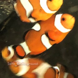 Captive-Bred Ocellaris Clownfish 2