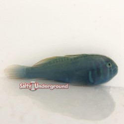 Green War Paint Clown Goby (Gobiodon histrio)