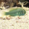 Green War Paint Clown Goby (Gobiodon histrio) side