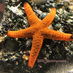 Black Tip Fromia Starfish...