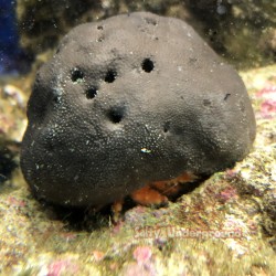 Black Large Sponge Crab (Sphaerodromia sp.) 1