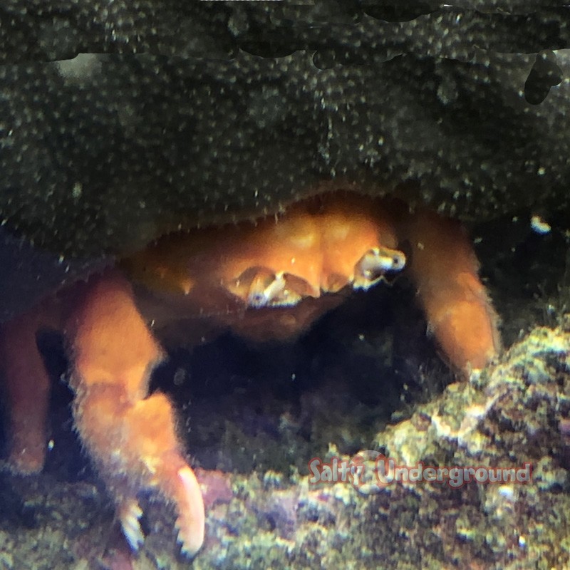 Black Large Sponge Crab (Sphaerodromia sp.)