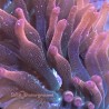 Acid Rainbow Bubble Tip Anemone