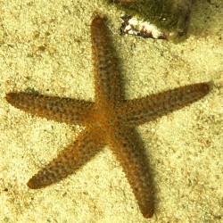 Florida Starfish