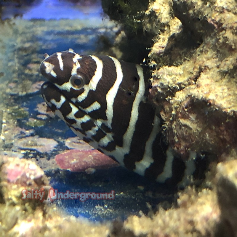 Zebra Eel