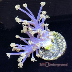 Cespitularia Soft Coral white