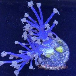 Cespitularia Soft Coral blue