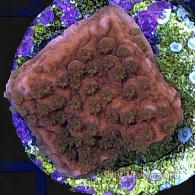 Sunburst Montipora ECC