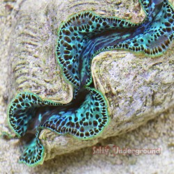 Ultra-Grade Teal Pop Maxima Clam 5.5 Inches