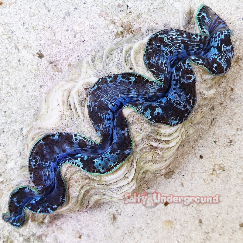 Denim Blues Maxima Clam  5.5 inches