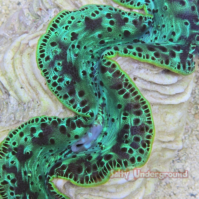 Ultra-Grade Shades of Emerald Maxima Clam 5.5 Inches