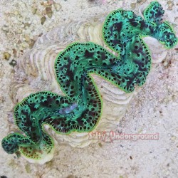 Ultra-Grade Shades of Emerald Maxima Clam 5.5 Inches