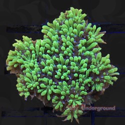 Emerald Galaxea Coral...