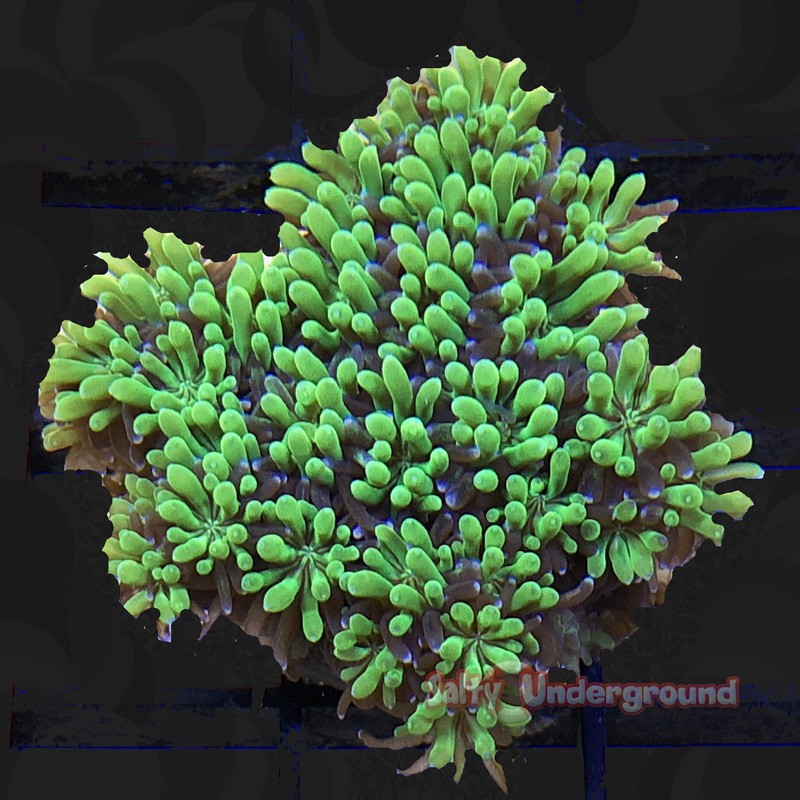 Emerald Galaxea Coral (Galaxea fasciclaris)