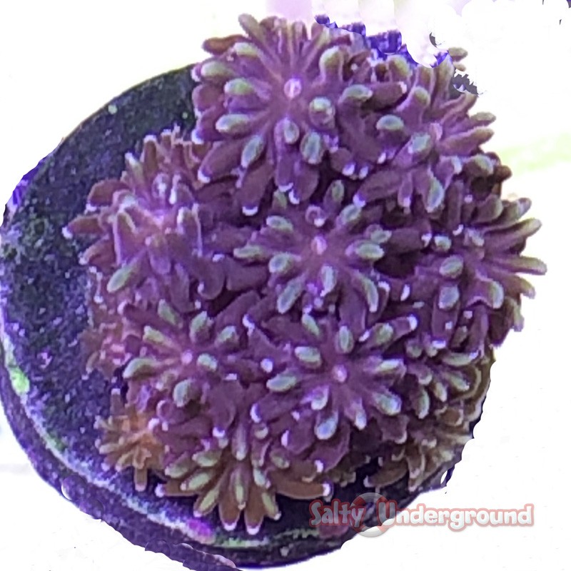 Yellow Passion Galaxea Coral (Galaxea fasciclaris)