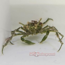 Green Decorator Crab...