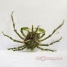 Green Decorator Crab (Stenorhynchus sp.)