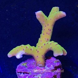 Luminescence Anacropora ECC...