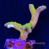 Luminescence Anacropora ECC frag