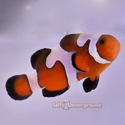 Davinci Clownfish...