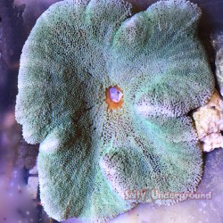 Carpet Anemone green