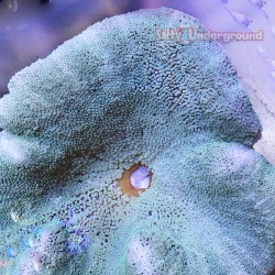 Carpet Anemone green