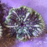 Green Mini Max Carpet Anemone (Epicystis Crucifer)