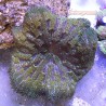 Green Mini Max Carpet Anemone (Epicystis Crucifer)